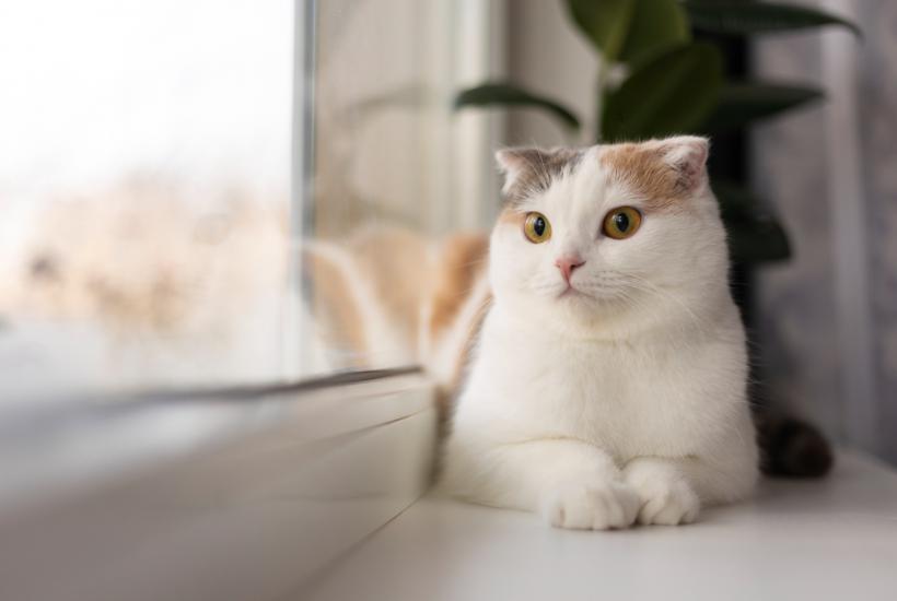 Кот на подоконнике Кот на подоконнике