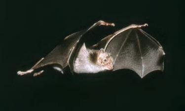 Смертельный обед: как хищники Уганды переносят вирусы от летучих мышей к людям