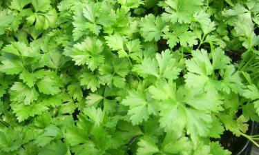 Агрономы назвали причины замедления роста петрушки летом