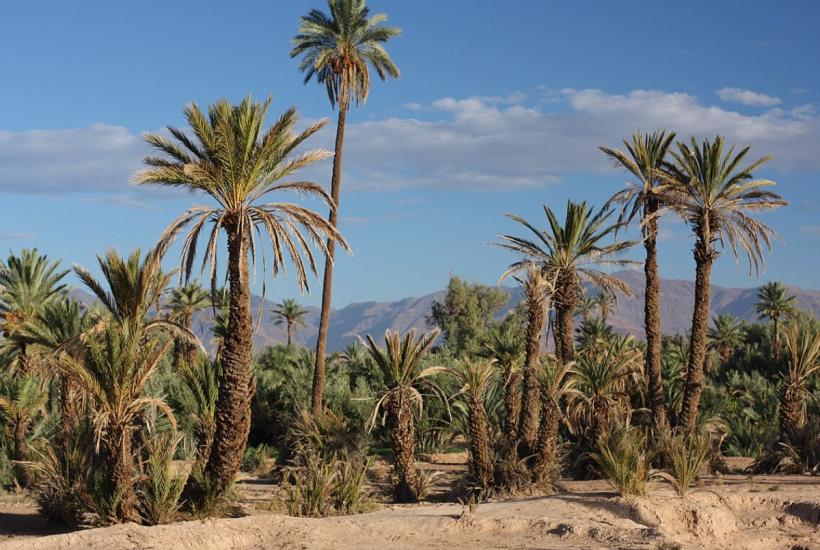 Скура, оазис