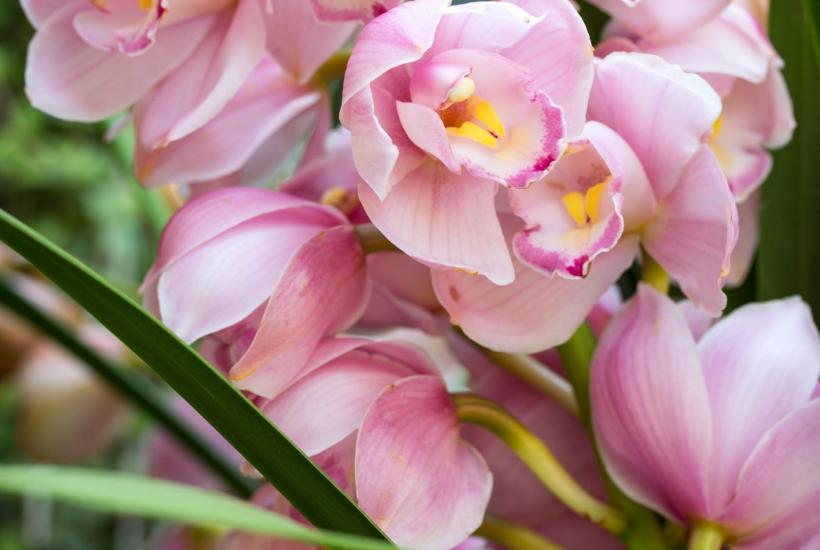 Розовый цветок орхидеи цимбидиум