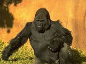 Человечеству не убежать от лишнего веса