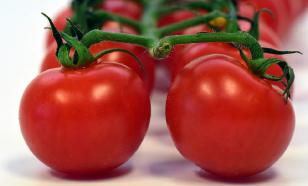 Японцы начали лечить гипертонию помидорами с усиленным геномом