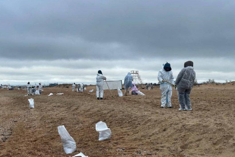 Новый метод очистки песка от мазута: как это спасёт экологию Чёрного моря