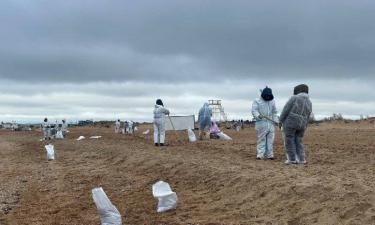 Новый метод очистки песка от мазута: как это спасёт экологию Чёрного моря