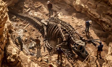 Гигантские когти без хищника: тайна древнего существа, которое выбирало путь силы