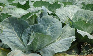 Урожай не в погребе, а под ногами: капуста переживает зиму и возвращается весной сильнее