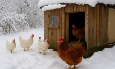 Освещение 12–14 часов в сутки помогает сохранить яйценоскость кур зимой