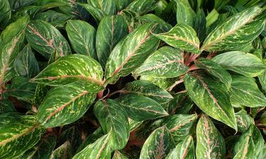 Китайский вечнозелёный адаптируется к солнцу и полутени — Siceksel