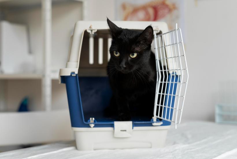 Кошка в переноске Кошка в переноске