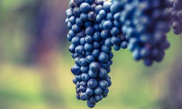 Винограду нужна яма не меньше 80 см глубины