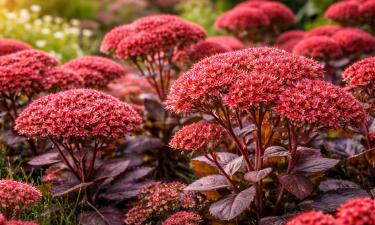 Сад вспыхнет алыми шапками: цветок, который растёт сам и не просит ни воды, ни ухода