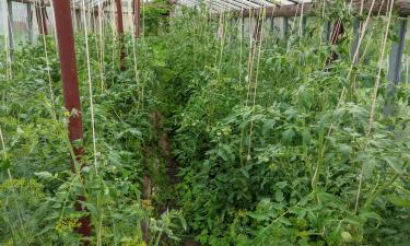 Ошибка, лишающая части урожая: управление пасынками томатов в августе