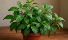 Домашний эликсир здоровья: зелёный куст, который работает лучше аптечки прямо у вас на подоконнике 