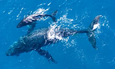 Океан раскрыл свою тайну: у берегов Массачусетса замечены живые легенды глубин — три тени из бездны