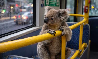 Водитель автобуса CityGlider спас коалу на улице Брисбена — People