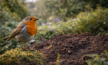 Малиновка защищает сад от насекомых-вредителей