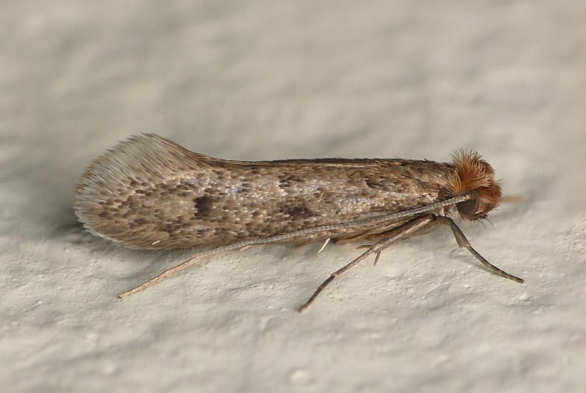 Одежная моль, Tinea pellionella