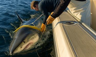 Монстр Атлантики ожил: шестиметровая белая акула вышла из глубин и снова охотится у Канады