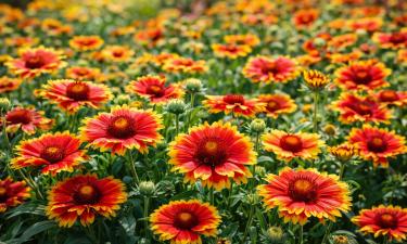 Клумба вспыхнет солнечными ромашками: редкий многолетник цветёт даже при +35 без ухода