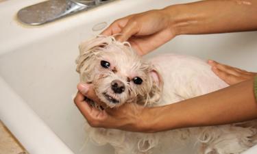 Частое мытьё разрушает защитный липидный слой кожи собак — ветеринары