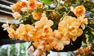 Балконы и клумбы утопают в цветах: многолетник, который почти не требует заботы