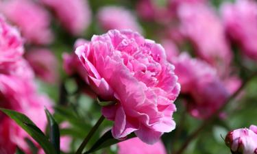 Избавляемся от муравьёв: лучшие методы для защиты пионообразных растений