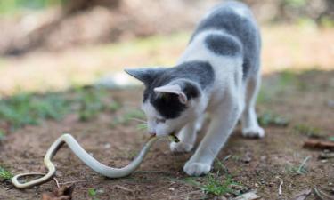 Приключения кота Пеппера: как домашний кот изменил научный подход к вирусам