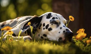 Чёрные пятна далматинов связаны с генетической мутацией