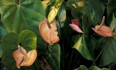 Антуриум плохо переносит застой воды в горшке — Сiceksel