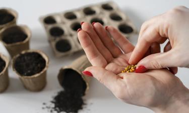 Подделки семян гибридов F1 чаще встречаются у томатов и огурцов