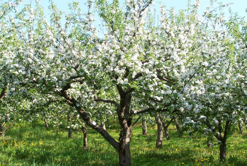 Яблони, деревья, сад