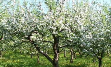 Эксперименты опровергли вред меди для ствола дерева — Mein Schöner Garten
