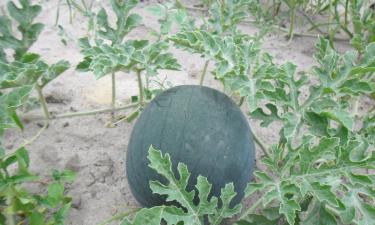 Что делать, чтобы защитить огород от тумана