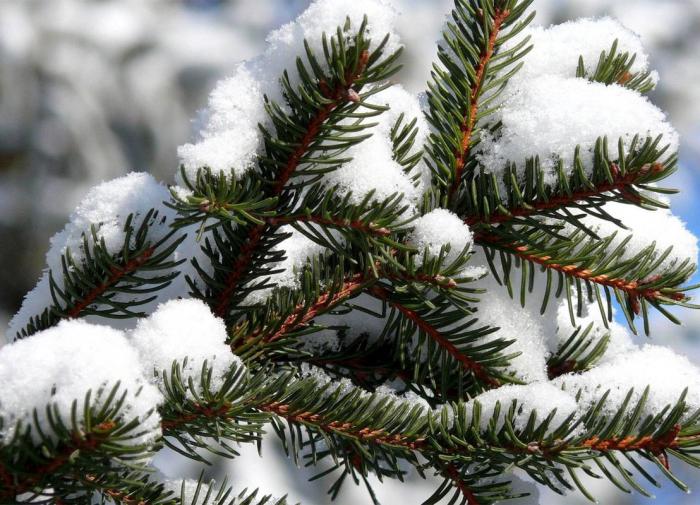 Биологи раскрыли секрет вечной зелени хвойных