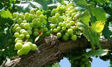 Три проекта, которые изменят Севастополь: 740 миллионов для новых виноградников