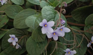 Сад в спальне: травяные спутники для уютного пространства