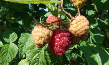 Малинник против всех: вот как один куст пережил лето, дождь и нашествие жуков