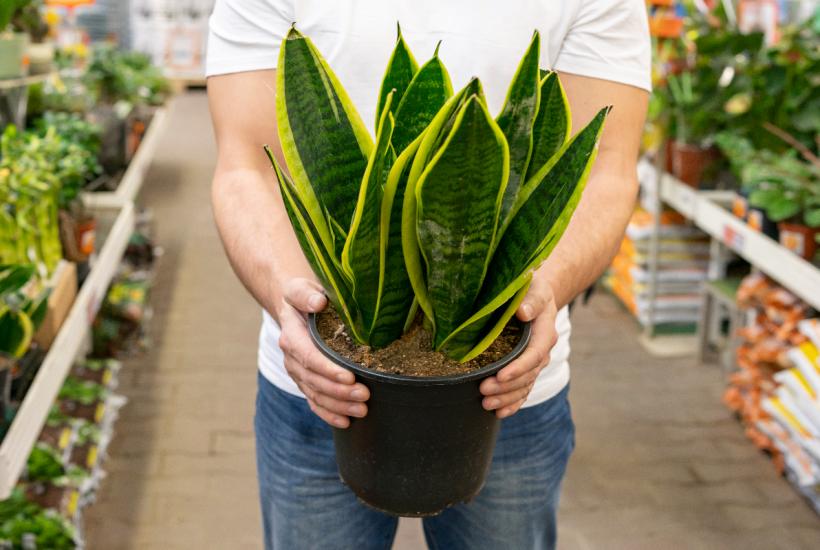 Сансевиерия