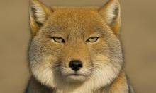 Такого зверя вы не встретите дважды: существо с квадратным лицом, которое природа будто придумала в шутку