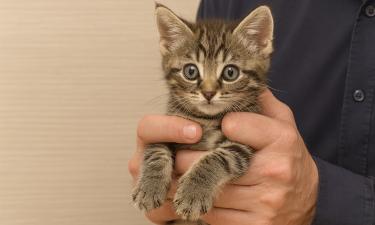 Из когтей хищника — в лапы славы: новая звезда театра Куклачёва упала прямо с неба