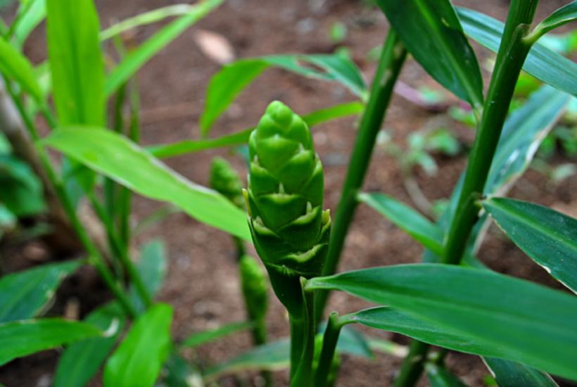 растение и цветок имбиря