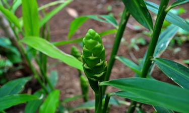Овощи отрастают из кухонных остатков без семян — Mein Schöner Garten