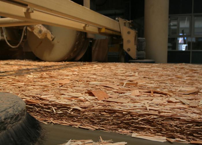 Генетически модифицированная древесина может хранить углерод и сокращать выбросы