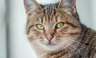 Кошка чихнула — и вы не обратили внимания: иногда это может быть фатальной ошибкой