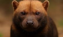 Кустарниковая собака из Южной Америки имеет численность менее 10 000 особей