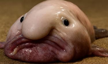 На дне океана обнаружены уникальные формы жизни — учёные