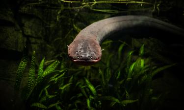 Эти технологии позволяют Китаю доминировать на мировом рынке угря — CPG