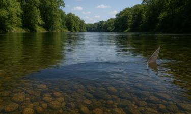 Река Макклауд вновь ожила: исчезнувший вид вернулся в реку Калифорнии