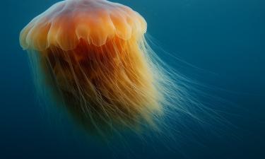 Северные моря породили монстра: медуза-гигант превращает океан в ловушку
